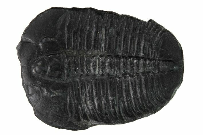Elrathia Trilobite Fossil - Utah #169492